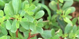 Purslane Oil with unsaturated fatty acid